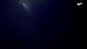 La Fortuna Shark GIF by Movistar+