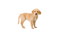 Dog Lol Sticker