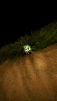 Halloween Hhn GIF by Youtooz