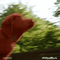 Dog GIF by Clifford Movie