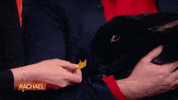 Giant Rabbit Food GIF by Rachael Ray Show
