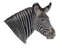 Amsterdam Zoo Sticker by ARTIS