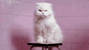 Angry Cat GIF