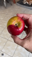 'What’s Going On at Your Orchards?': Aussie Shopper Stunned by Rare Chimera Apple