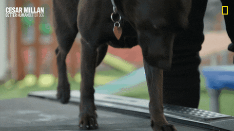 Dogwhisperer GIF by National Geographic Channel