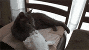 Cat Rabbit GIF
