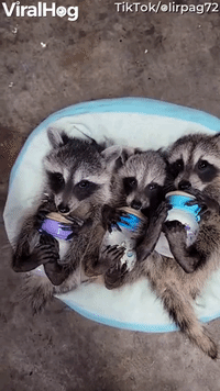 Raccoon Babies Go Bonkers Over Bottles