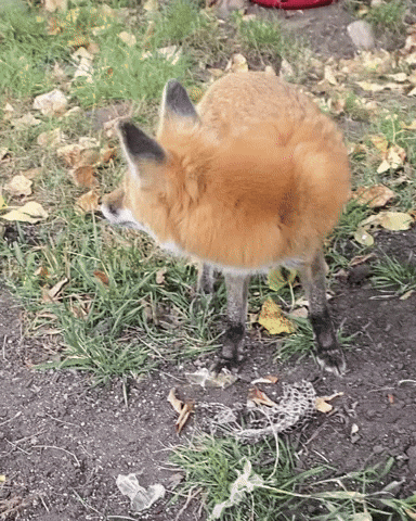 See Ya Fox GIF by Valley Zoo Development Society