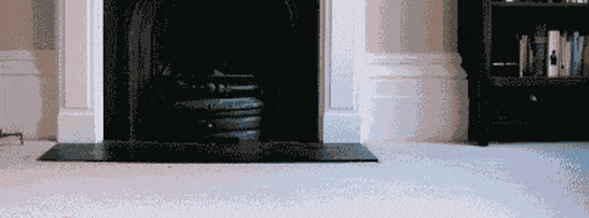 cat home GIF