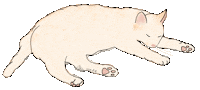 Cat Justin Sticker