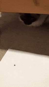 Feinfein2014 GIF