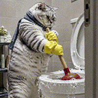 Fixing Tabby Cat GIF