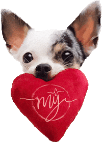 Heart Chihuahua Sticker
