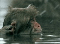 david attenborough life GIF by Head Like an Orange