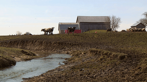 nat geo GIF by Nat Geo Wild 
