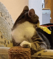 Super Model Yes GIF