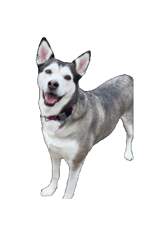 Husky Sticker by Bastian the Talking Terrier