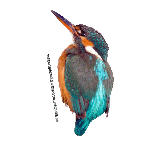 parcodeltapo nature bird bike duck Sticker