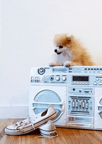 rock n roll dog GIF