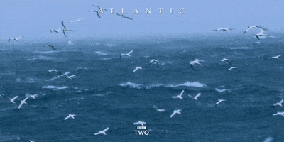 bbc two birds GIF by BBC