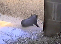 pork GIF