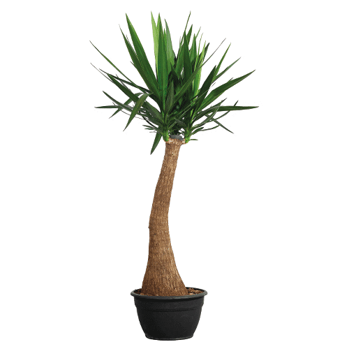 PLNTS_com giphyupload plant plants interior Sticker