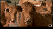 Drama Que Dices GIF by CMM_es