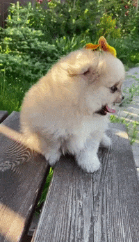 purinaindia  GIF