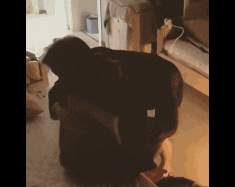 zhengcassie giphyupload giphycreatortest handsome lover GIF