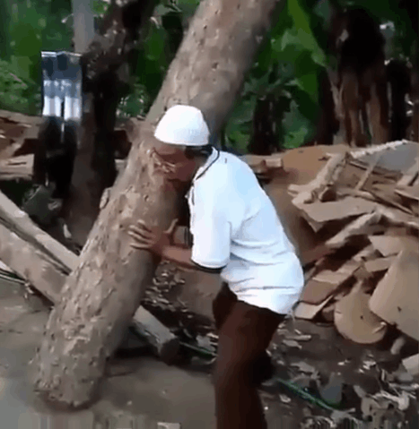 tree carrying GIF