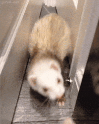 door ferret GIF