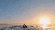 Sharks Jaws GIF by Shark Week