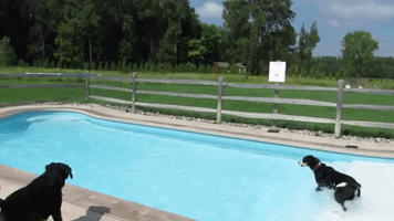 Lucky Dogs Have a Party in a Swimming Pool