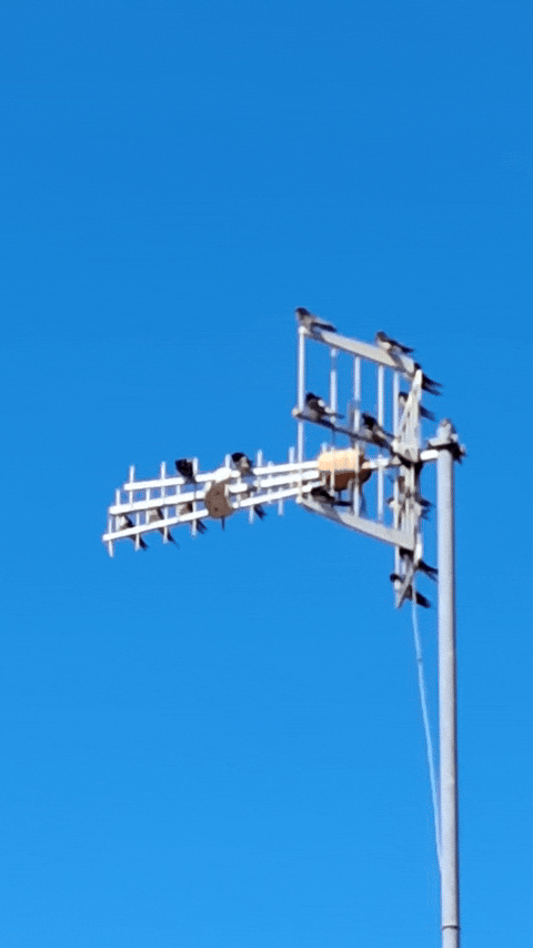 Simongip giphyupload GIF