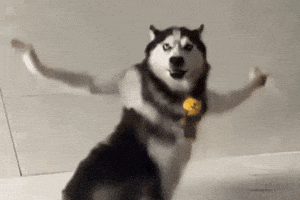 Dance Dog GIF