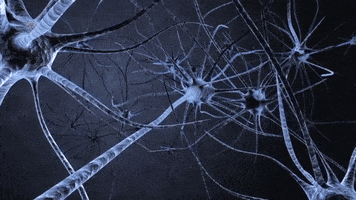 Brain Neuron GIF by Harvard University