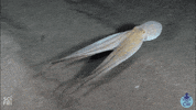 ocean octopus GIF by Science Friday