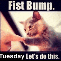 Cat Fist Bump GIF