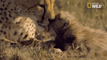 Licking African Cats GIF by Nat Geo Wild
