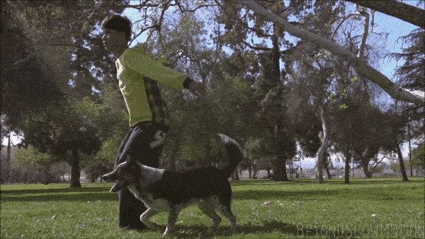 dogs owners GIF