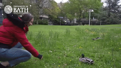 Uniofbath GIF by The University of Bath
