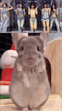 Chinchilla Sue GIF