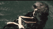 Otter GIF