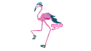 Flamingo Speedo Sticker by SpeedoInternational