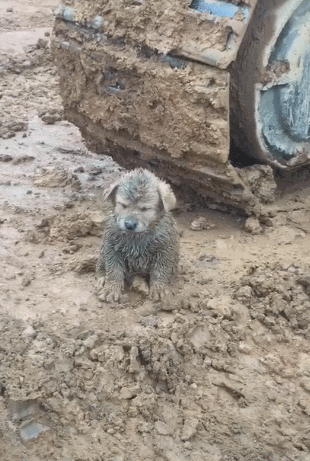 cuteanimalland giphyupload GIF