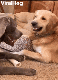 Video gif. Golden retriever peels its lips back and starts snarling at another panting dog in front of it, but stops and turns to us with innocent and sad puppy eyes, then gives a big smile once the camera fully zooms in on its face.