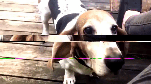 basset hound dog GIF