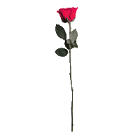 Rose Neo Sticker