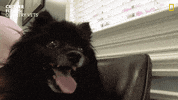 National Geographic Dogs GIF by Nat Geo Wild