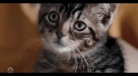 kitten eye roll GIF by Saturday Night Live